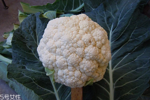 孕婦可以吃花椰菜嗎？促進(jìn)孕婦免疫力