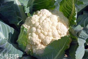 花菜怎么洗才干凈？一定要把蟲子洗掉
