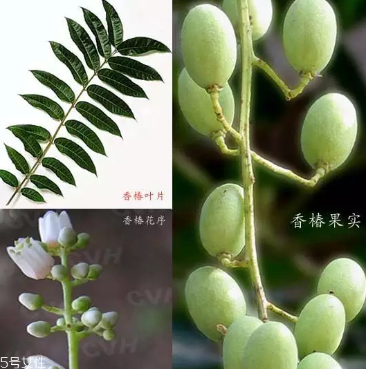 香椿和臭椿有什么區(qū)別？臭椿有毒不能吃