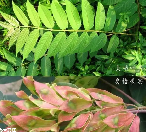 香椿和臭椿有什么區(qū)別？臭椿有毒不能吃