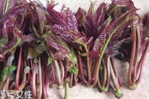 香椿種子多少錢一斤？30～40元左右
