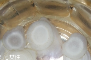 西洋參治什么病？西洋參功效強大