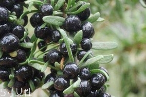 黑枸杞會(huì)過期嗎？這類都有保質(zhì)期