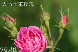 大馬士革玫瑰和平陰玫瑰哪個(gè)好？