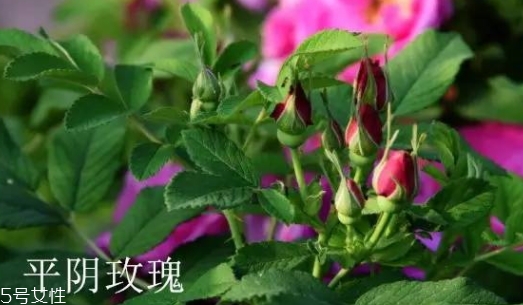 大馬士革玫瑰和平陰玫瑰哪個(gè)好？