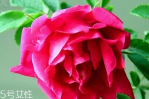 苦水玫瑰多少錢一斤？