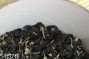 黑枸杞能和紅枸杞一起泡嗎？