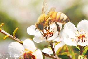 麥盧卡蜂蜜和普通蜂蜜有什么區(qū)別？貴得有理由