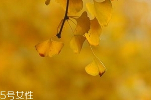 銀杏膠囊主要治什么?。?><p><strong>銀杏膠囊主要治什么??？</strong></p></a></li> <li><a href=