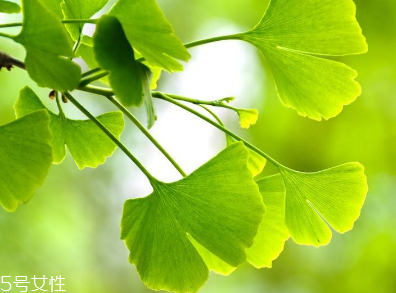 銀杏膠囊多少錢(qián)一盒？25元左右