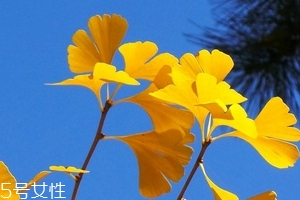 銀杏膠囊可以長(zhǎng)期吃嗎？可以長(zhǎng)期吃