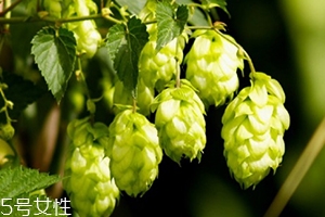 啤酒花是什么？啤酒花功效與作用