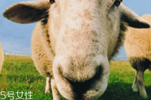 綿羊油和貂油哪個好？
