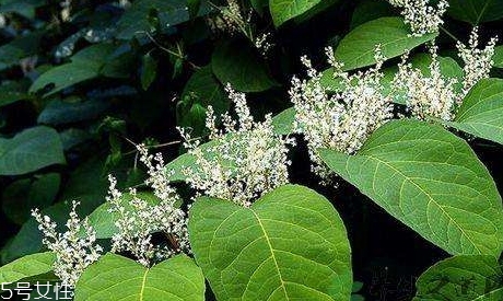 白藜蘆醇哪些人不能吃？過(guò)量有毒性