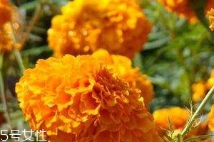 葉黃素可以保護(hù)眼睛嗎？有這個(gè)作用