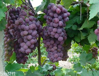 葡萄籽會上火嗎？正常是不會的