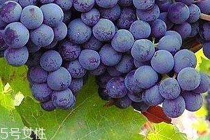 葡萄籽會(huì)長(zhǎng)痘嗎？沒有這個(gè)情況