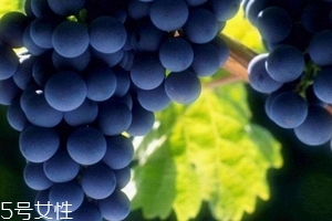 葡萄籽會(huì)發(fā)胖嗎？不會(huì)發(fā)胖