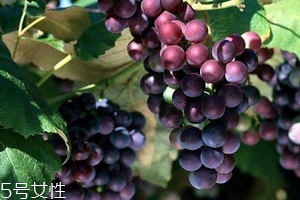 葡萄籽好還是膠原蛋白好？各有千秋