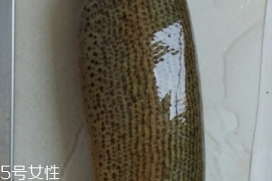 泥鰍是鯰魚嗎？泥鰍跟鯰魚不同