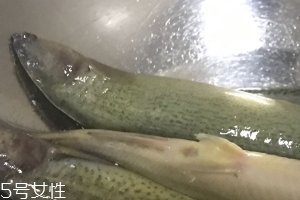 泥鰍會吃小魚嗎？這個是不會的