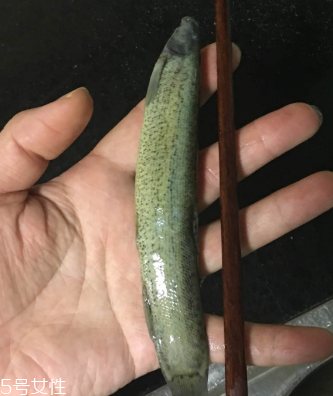 泥鰍會吃小魚嗎？這個(gè)是不會的