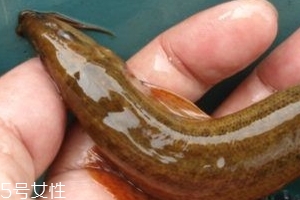 吃泥鰍會(huì)過敏嗎？一般不會(huì)
