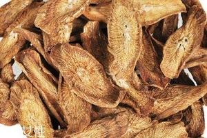 牛蒡茶是什么做的？牛蒡茶是樹根嗎？