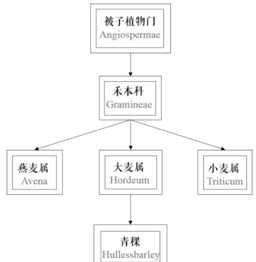 青稞是大麥嗎？青稞是小麥嗎