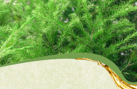 茶樹精油可以治灰指甲嗎？茶樹精油怎么治灰指甲