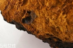 樺樹茸為什么中國禁止？樺樹茸國內(nèi)能買到嗎？