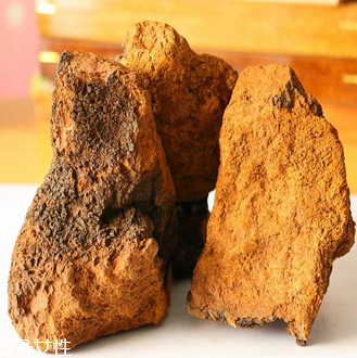 樺樹茸怎么吃？樺樹茸正確吃法
