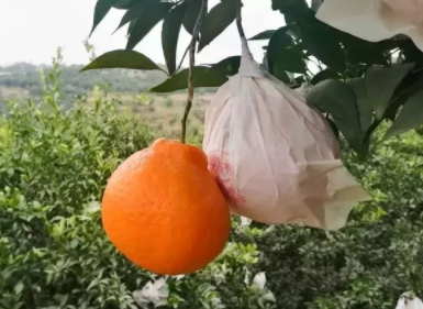 耙耙柑多少錢(qián)一斤？耙耙柑市為什么那么貴