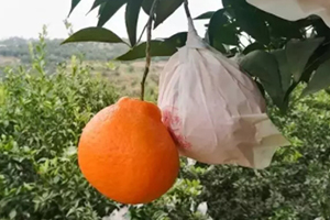 春見(jiàn)為什么叫耙耙柑？春見(jiàn)和耙耙柑區(qū)別
