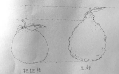 耙耙柑和不知火哪個好？耙耙柑和不知火區(qū)別