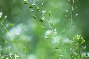 地菜花薺菜花煮雞蛋上午吃還是下午吃？