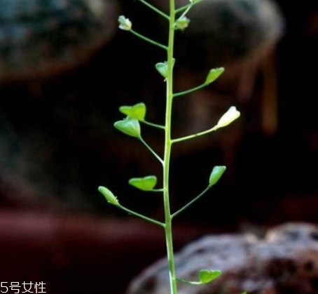 地菜花薺菜花煮雞蛋上午吃還是下午吃？