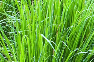 檸檬草精油怎么用？檸檬草精油使用禁忌