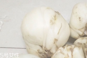 新鮮百合能種嗎？新鮮百合好種植嗎？