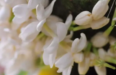 茉莉精油多少錢一瓶？茉莉精油為什么貴