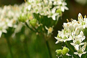 韭菜花多少錢一斤？韭菜花市場行情