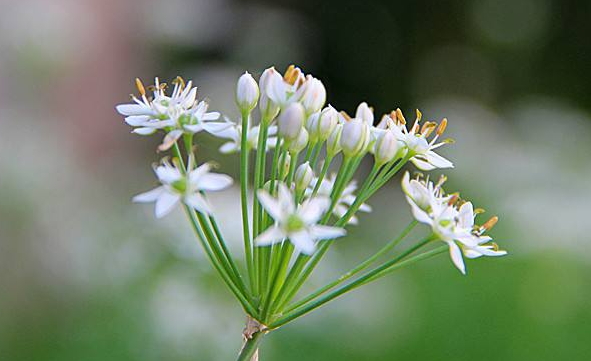 韭菜花多少錢(qián)一斤？韭菜花市場(chǎng)行情