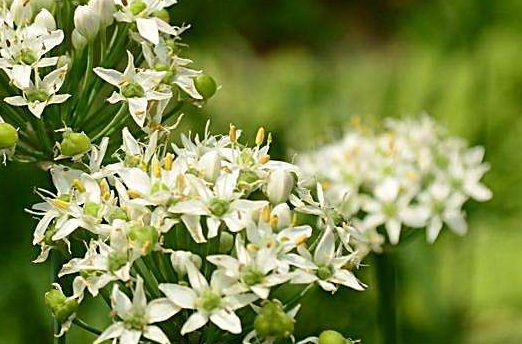 韭菜花多少錢(qián)一斤？韭菜花市場(chǎng)行情