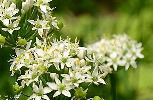 韭菜花和韭菜籽哪個好？韭菜花和韭菜籽的不同