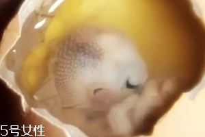 雞仔胎怎么煮？雞仔胎這樣做更美味