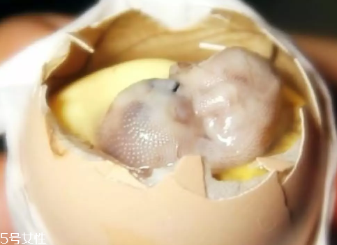 雞仔胎怎么煮？雞仔胎這樣做更美味