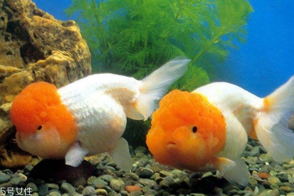 養(yǎng)魚(yú)不死的護(hù)膚品安全嗎 護(hù)膚品養(yǎng)魚(yú)實(shí)驗(yàn)真相解析