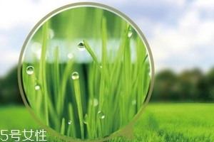 大麥若葉青汁會(huì)過(guò)敏嗎？
