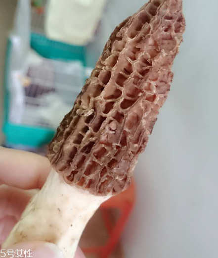 羊肚菌是什么東西？羊肚菌能吃嗎？