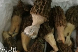 羊肚菌是怎么長出來的？